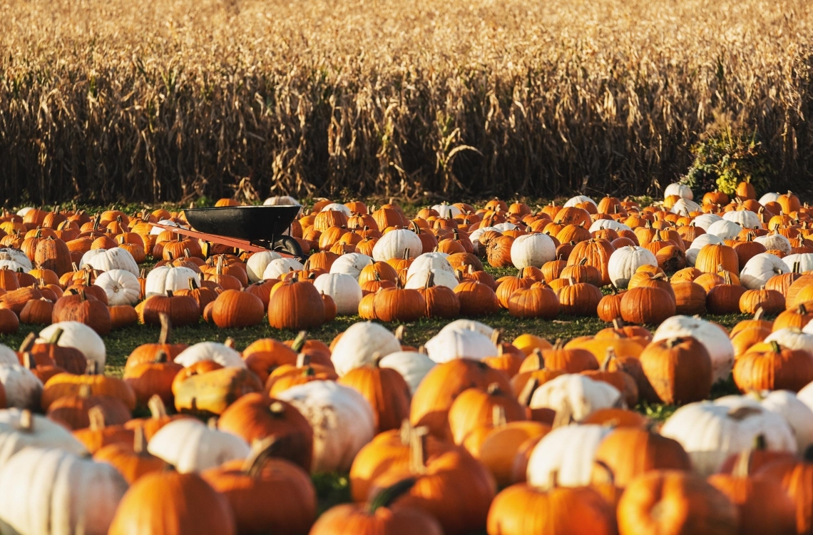 Explore Dorset This Autumn Explore Dorset This Autumn