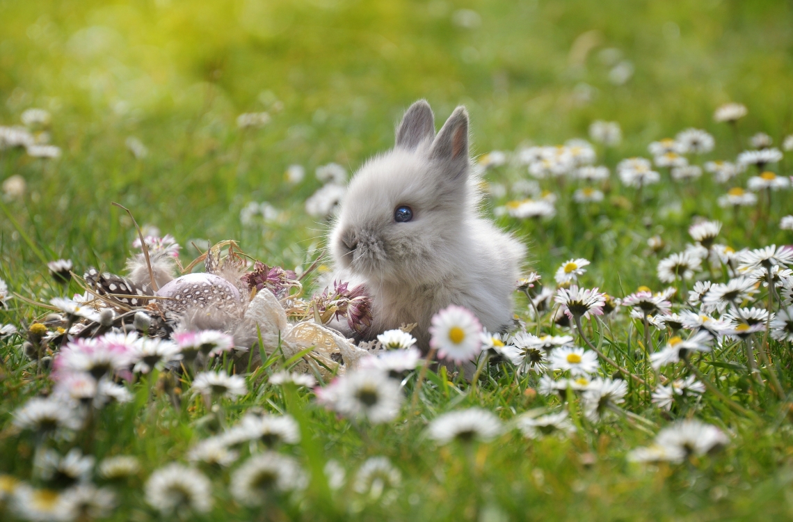 Eggs-cellent Easter Events and Walks in Dorset Eggs-cellent Easter Events and Walks in Dorset