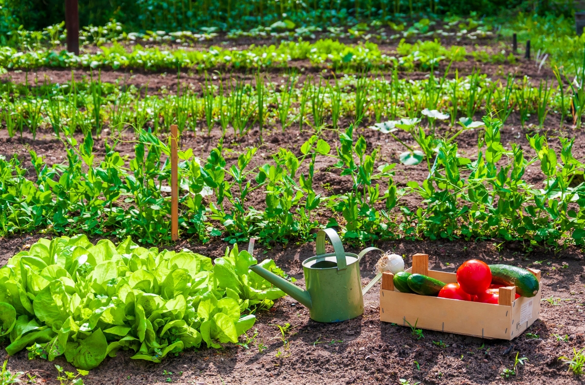 5 Easy Eco-friendly Gardening Tips for Your Dorset Property 5 Easy Eco-friendly Gardening Tips for Your Dorset Property