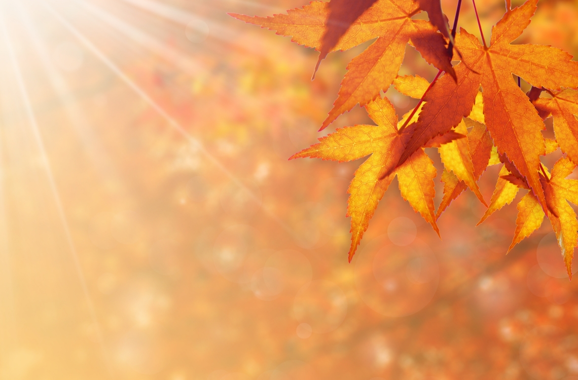 Have a Magical Autumn in Dorset