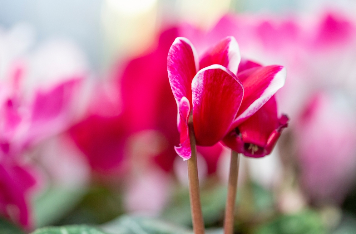 How to Prepare Your Dorset Garden For Winter How to Prepare Your Dorset Garden For Winter